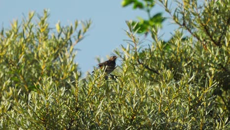 Pájaro-Bisbita-De-árbol-Rodeado-Por-Hojas-De-Follaje-De-árbol,-Observar-Los-Alrededores,-Día