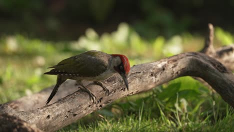 Close-up-static-shot-of-a-Eurasian-Green-Woodpecker-standing-on-a-fallen-tree-branch-looking-around-before-hopping-onto-the-grassy-ground
