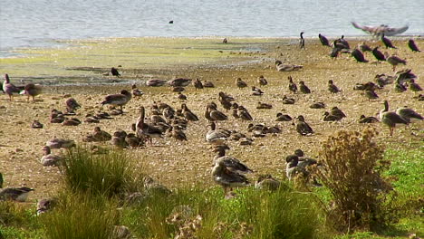 A-gaggle-of-greylag-geese-on-a-dry-shore-of-a-reservoir-in-Rutland-England