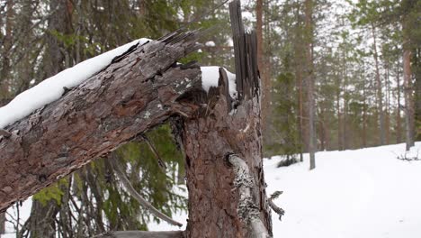 Pine-trunk-are-brake-off-couple-years-ago