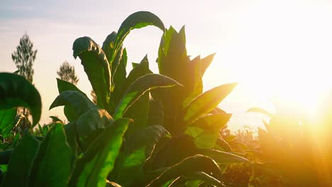 Close-up-shot:-Silhouette-of-tobacco-plant-leaves-against-golden-sunray-at-sunrise-in-nature