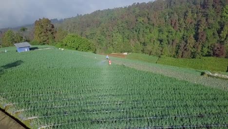 Drone-view-of-farmer-work-on-the-scallion-plantation,-Indonesia