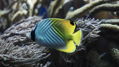 Close-up-shot-of-a-blue-and-yellow-colored-tropical-fish-swimming-near-some-corals