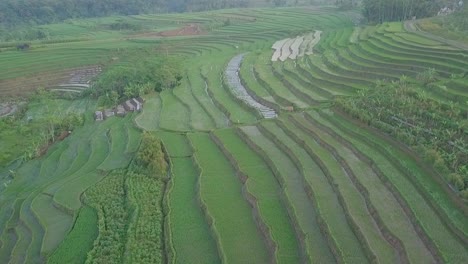 Drohnenaufnahme-Aus-Der-Vogelperspektive-Von-Terrassierten-Reisfeldern-In-Indonesien