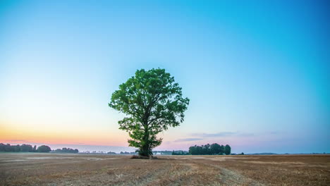 Farbiger-Sonnenuntergang-Bis-Dunkelheit-Zeitraffer-Eines-Einsamen-Baumes-Im-Ländlichen-Europäischen-Ackerland