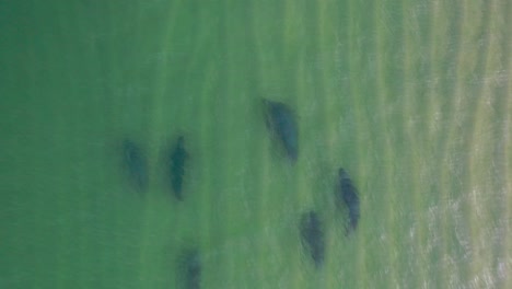 Tracking-a-pod-of-six-dark-grey-seals-as-they-swim-through-shallow-aqua-water-near-the-shore