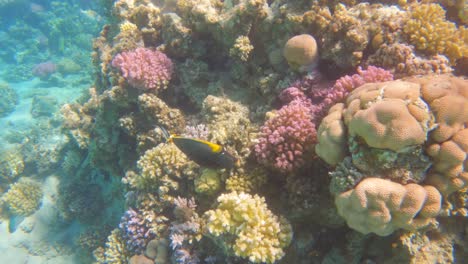 Orangespine-unicornfish-naso-elegans-swim-in-a-coral-reef,-slow-motion