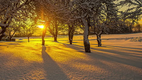 Statische-Ansicht-Von-Schneebedeckten-Bäumen-Und-Weißem-Boden-Mit-Blick-Auf-Den-Sonnenaufgang-Im-Hintergrund-Im-Zeitraffer