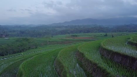 Farmer-work-in-the-rice-field,-central-java,-Indonesia