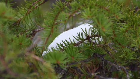 Small-snow-ball-sitting-tight-on-green-pine-branch-slowly-wind-steady-shot