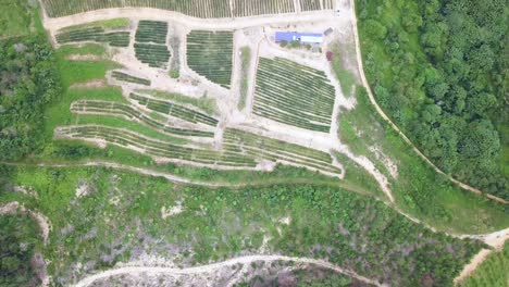 Drone-shots-of-a-pineapple-plantation-near-Rawang-in-Malaysia,-UHD-2