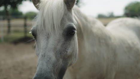 Weißes-Pferd-Schaut-In-Die-Kamera