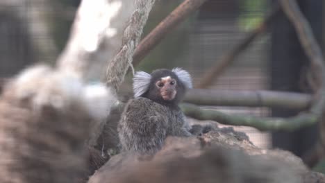 Curious-fluffy-little-common-marmoset,-callithrix-jacchus,-with-white-tufted-ears-wondering-around-its-surroundings-in-an-enclosed-environment-at-wildlife-sanctuary,-close-up-shot
