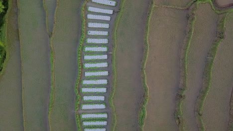 Luftaufnahme-Von-Oben-Nach-Unten-Von-Terrassierten-Reisfeldern-In-Indonesien-Während-Des-Tages---Aufsteigende-Drohnenaufnahme-über-Dem-Kopf