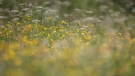 Cinematic-downward-panning-shot-with-changing-focus,-of-an-abundant-diverse-field-of-wild-flowers-and-thistles-to-reveal-close-up-of-yellow-flowers,