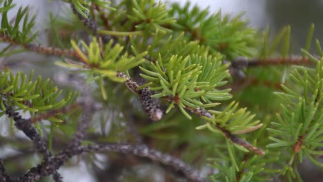 Steady-shot-where-green-pine-branch-slightly-moving-on-light-wind-in-Finland