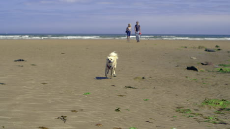Kleiner-Spitzhund,-Der-In-Superlangsamer-Bewegung-Schnell-Am-Strand-Läuft