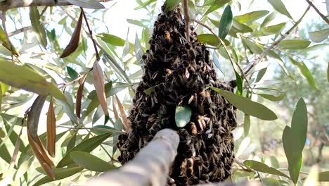 Ein-Bienenschwarm-Flog-Vom-Bienenstock-Eines-Bienenhauses-Zu-Einem-Baum,-Um-Eine-Neue-Bienenfamilie-Zu-Gründen-4