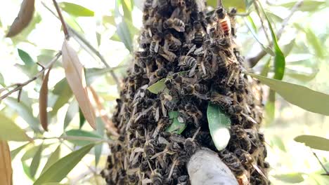 A-bee-swarm-flew-from-the-hive-of-an-apiary-to-a-tree-to-form-a-new-bee-family-3
