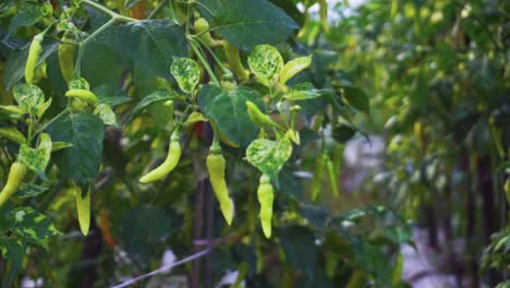 Fresh-green-chilies-on-the-plantation-ready-to-harvest-soon