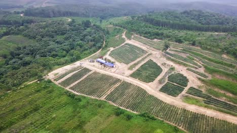 Drone-shots-of-a-pineapple-plantation-near-Rawang-in-Malaysia,-UHD-5