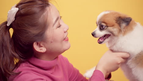 Woman-playing-with-chihuahua-mix-pomeranian-dogs-for-relaxation-on-bright-yellow-background-3