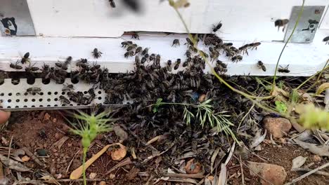Eine-Nahaufnahme-Zeigt-Eine-Gruppe-Von-Bienen,-Die-Ein-Bienenhaus-Betritt-4