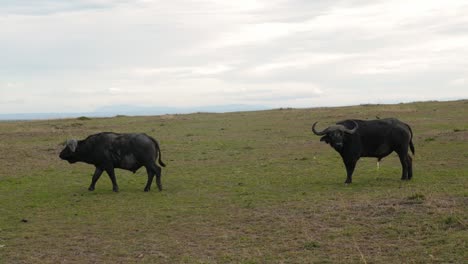 Two-Grazing-Buffalos-In-Masai-Mara