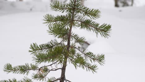 Small-pine-plant-pushing-over-snow-cover-in-snowy-forest-area-in-Finland