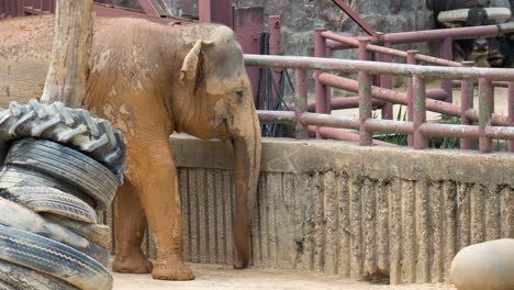 Weiblicher-Asiatischer-Elefant-Im-Innengehege-Im-Zoo-Des-Seoul-Grand-Park