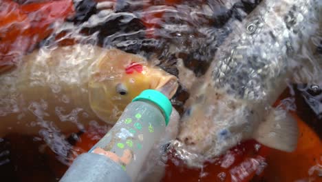 POV-point-of-view-of-popular-tourist-activity,-milk-bottle-feeding-oriental-koi-fish,-amur-carp,-cyprinus-rubrofuscus-with-various-colors-and-floral-prints-at-Langkawi-wildlife-park,-Malaysia