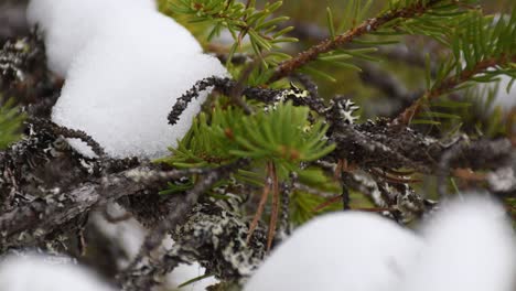 Very-stabile-shot-from-pine-branch-covered-by-melting-snow