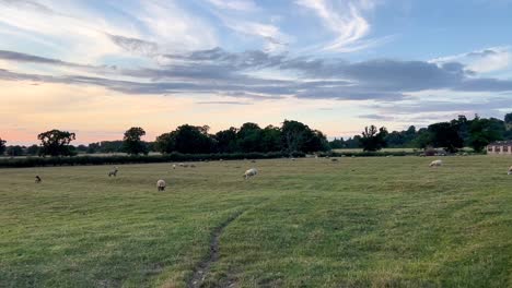 Vast-Pasture-Land-With-Grazing-Sheep-During-Sunset-In-Wood-Stanway-In-Cotswolds,-Gloucestershire,-England