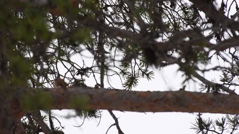 Steady-low-angle-shot-to-pine-treetop