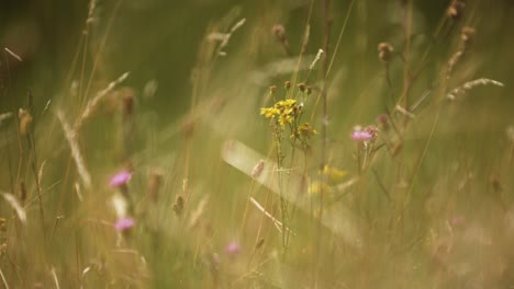 Beautiful-static-tight-focus-shot-of-wild-flowers-surround-by-long-grasses-blowing-gently-in-the-wind-with-a-soft-golden-light-and-dark-background