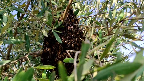 Ein-Bienenschwarm-Flog-Vom-Bienenstock-Eines-Bienenhauses-Zu-Einem-Baum,-Um-Eine-Neue-Bienenfamilie-Zu-Gründen