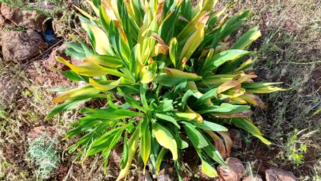 Green-sea-squill-plant-growing-in-the-north-of-MOROCCO,-sea-onion