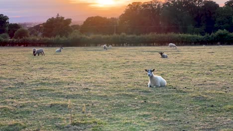 Flock-Of-Sheep-Relaxing-On-Meadows-During-Sunset-In-Wood-Stanway,-Cotswolds,-Gloucestershire,-England