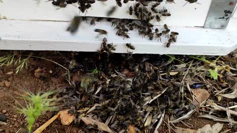 Eine-Nahaufnahme-Zeigt-Eine-Gruppe-Von-Bienen,-Die-Ein-Bienenhaus-Betritt-2