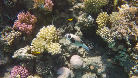 Masked-Puffer-fish-swim-in-Red-Sea-coral-reef,-slow-motion