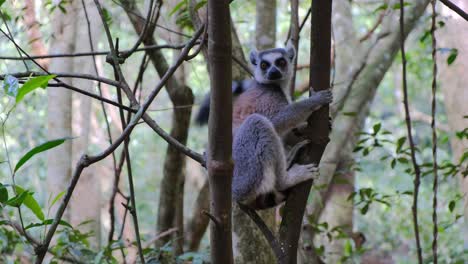 Ring-tailed-lemur-is-standing-in-a-tree-and-clean-himself-and-put-his-fur-and-skin-coverings-in-good-order