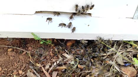 Eine-Nahaufnahme-Zeigt-Eine-Gruppe-Von-Bienen,-Die-Ein-Bienenhaus-Betritt-1