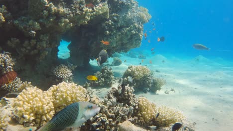 Orange-spine-unicornfish-swim-in-a-colorful-coral-reef,-slow-motion