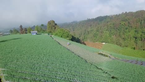 Luftdrohnenaufnahme-Von-Bauernarbeit-Auf-Der-Schalottenplantage,-Indonesien