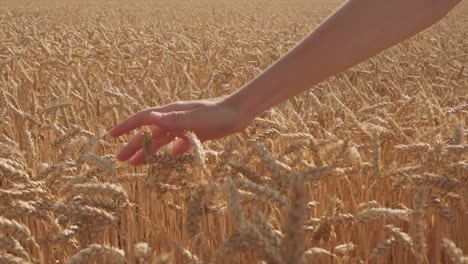 Close-up-of-woman's-hand-touching-the-tip-of-a-wheat-plant-in-an-agricultural-field,-sense-of-touch-concept