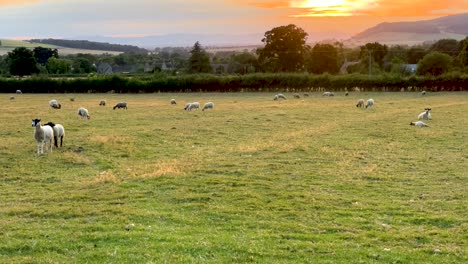 Group-of-English-sheep-on-the-meadow-at-sunset---Wood-Stanway,-England,-UK