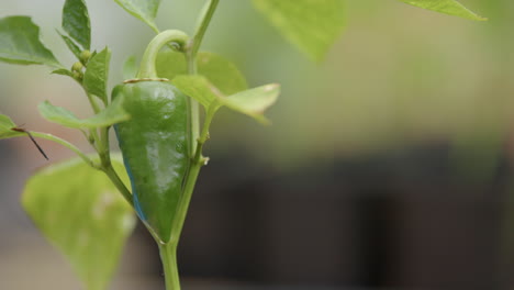 SELF-SUFFICIENCY---Closeup-of-a-growing-pepper