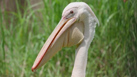Eastern-White-pelican-head-close-up