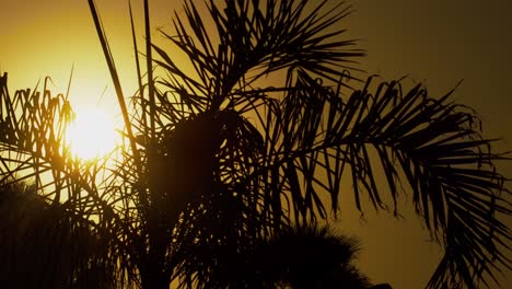 Close-up-of-a-palm-tree-slowly-swaying-in-the-wind-against-a-beautiful-orange-sky-at-sunset