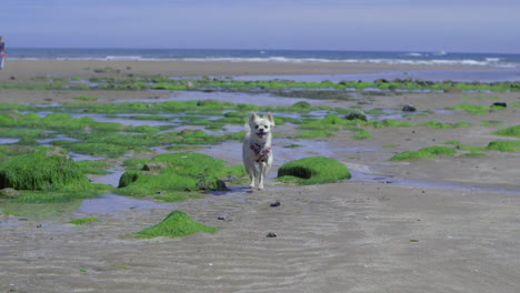 Small-Dog-Running-And-Jumping-On-A-Beach,-Super-Slow-Motion
